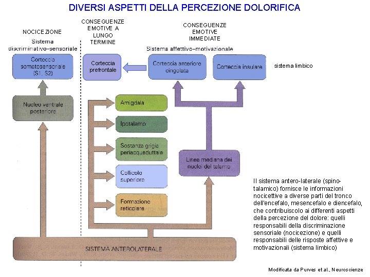 DIVERSI ASPETTI DELLA PERCEZIONE DOLORIFICA NOCICEZIONE CONSEGUENZE EMOTIVE A LUNGO TERMINE Corteccia prefrontale CONSEGUENZE