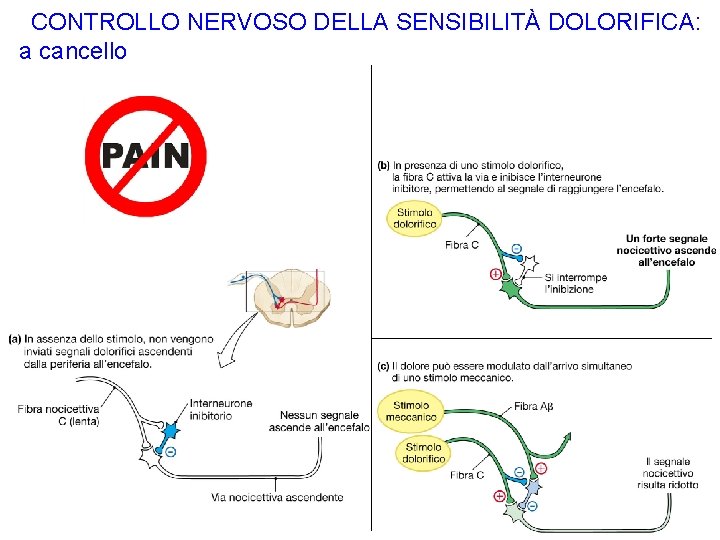 CONTROLLO NERVOSO DELLA SENSIBILITÀ DOLORIFICA: a cancello 