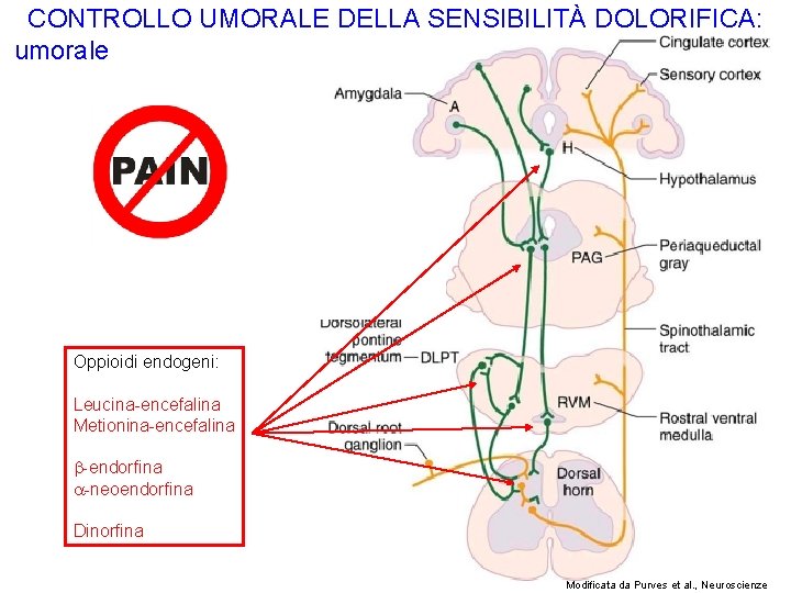 CONTROLLO UMORALE DELLA SENSIBILITÀ DOLORIFICA: umorale Oppioidi endogeni: Leucina-encefalina Metionina-encefalina -endorfina -neoendorfina Dinorfina Modificata