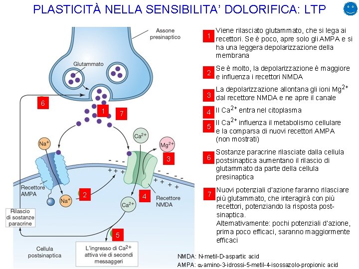PLASTICITÀ NELLA SENSIBILITA’ DOLORIFICA: LTP Viene rilasciato glutammato, che si lega ai 1 recettori.