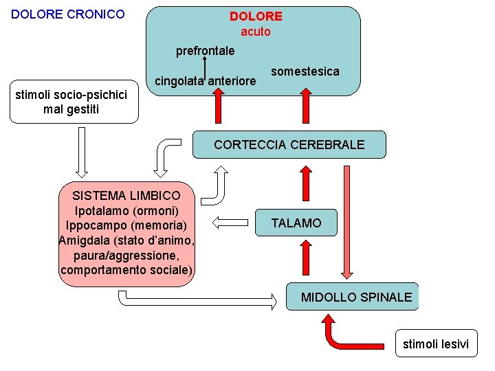 DOLORE CRONICO DOLORE acuto prefrontale cingolata anteriore somestesica stimoli socio-psichici mal gestiti CORTECCIA CEREBRALE