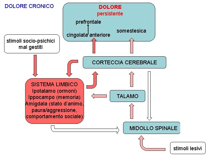 DOLORE CRONICO DOLORE persistente prefrontale cingolata anteriore somestesica stimoli socio-psichici mal gestiti CORTECCIA CEREBRALE