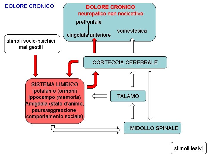 DOLORE CRONICO neuropatico non nocicettivo prefrontale cingolata anteriore somestesica stimoli socio-psichici mal gestiti CORTECCIA