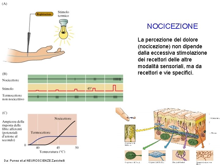 NOCICEZIONE La percezione del dolore (nocicezione) non dipende dalla eccessiva stimolazione dei recettori delle