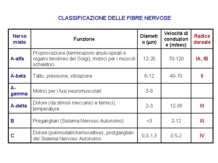 CLASSIFICAZIONE DELLE FIBRE NERVOSE Funzione Diametr o ( m) Velocità di conduzion e (m/sec)