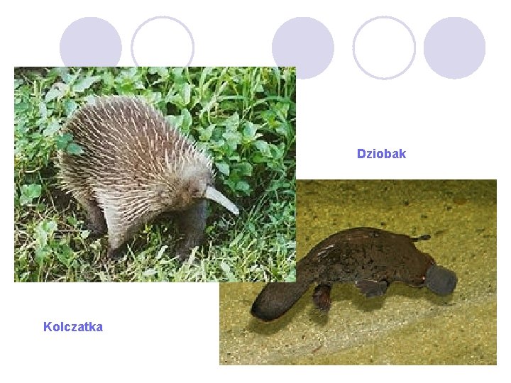 Dziobak Kolczatka 