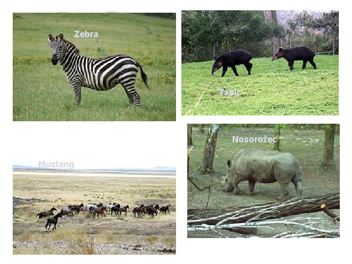 Zebra Tapir Nosorożec Mustang 