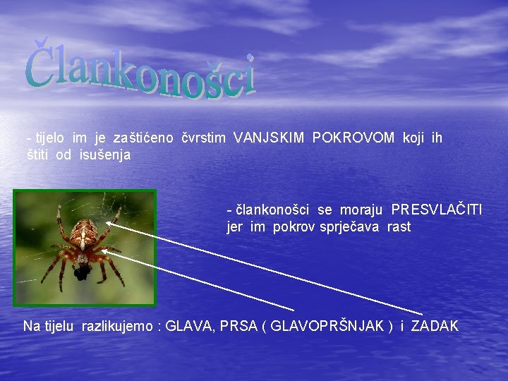 Tijelo Rakova u lankonoce ubrajamo RAKOVE KLJETARE JASTOG UZDUNJAKE TARANTULA