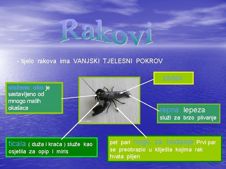Tijelo Rakova u lankonoce ubrajamo RAKOVE KLJETARE JASTOG UZDUNJAKE TARANTULA