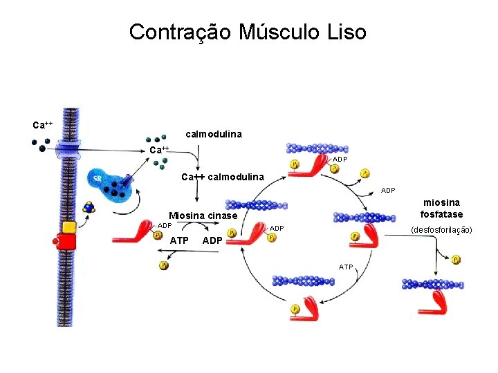 Contração Músculo Liso Ca++ calmodulina Ca++ ADP Ca++ calmodulina ADP miosina fosfatase Miosina cinase