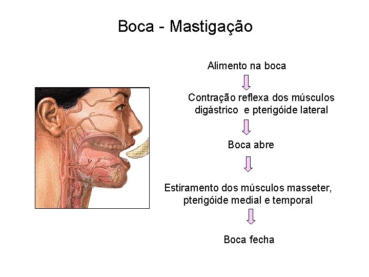 Boca - Mastigação Alimento na boca Contração reflexa dos músculos digástrico e pterigóide lateral