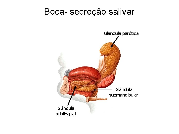 Boca- secreção salivar Glândula parótida Glândula submandibular Glândula sublingual 