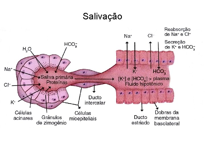 Salivação 