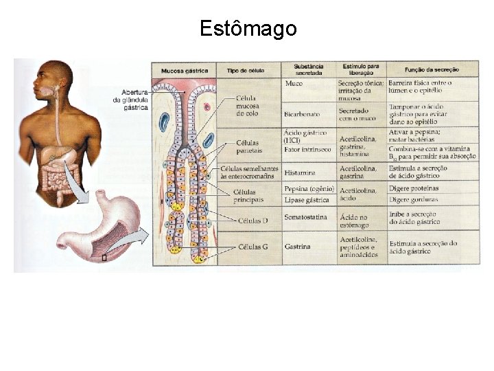 Estômago 