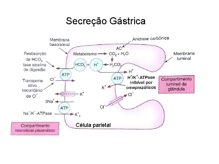 Secreção Gástrica Célula parietal 