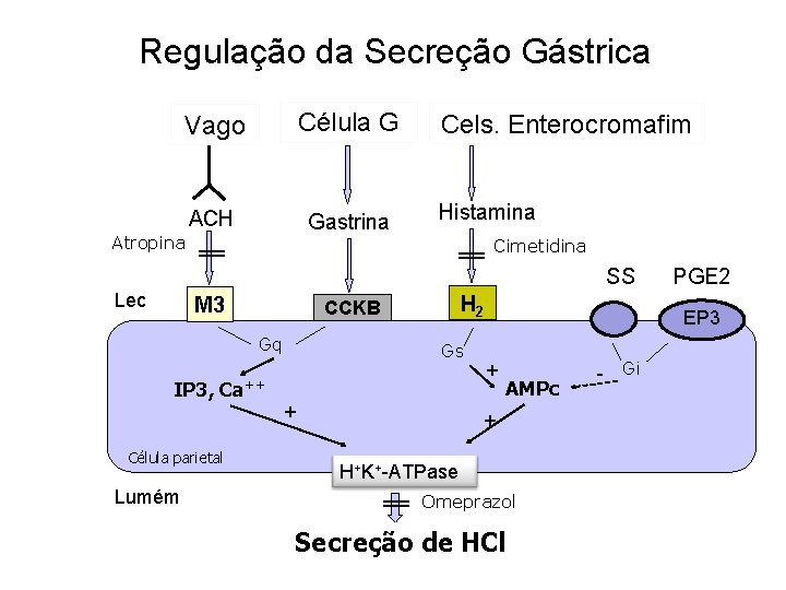 Regulação da Secreção Gástrica Célula G ACH Gastrina Cels. Enterocromafim Histamina Cimetidina ║ Atropina
