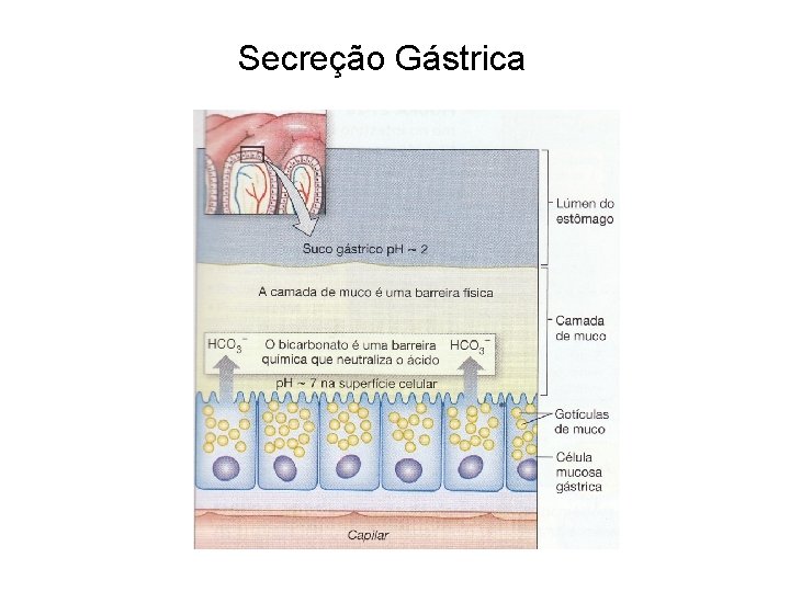 Secreção Gástrica 