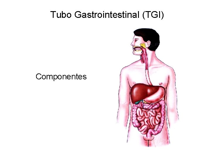 Tubo Gastrointestinal (TGI) Componentes 