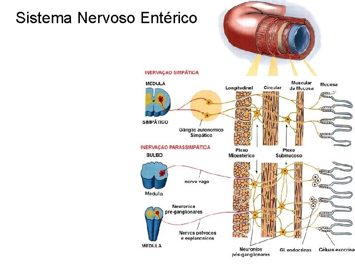 Sistema Nervoso Entérico 