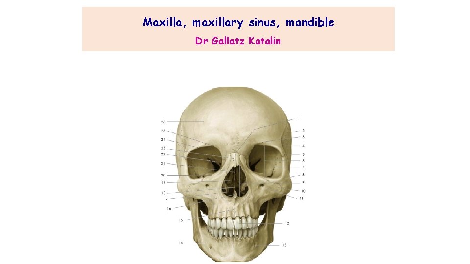 Maxilla, maxillary sinus, mandible Dr Gallatz Katalin 