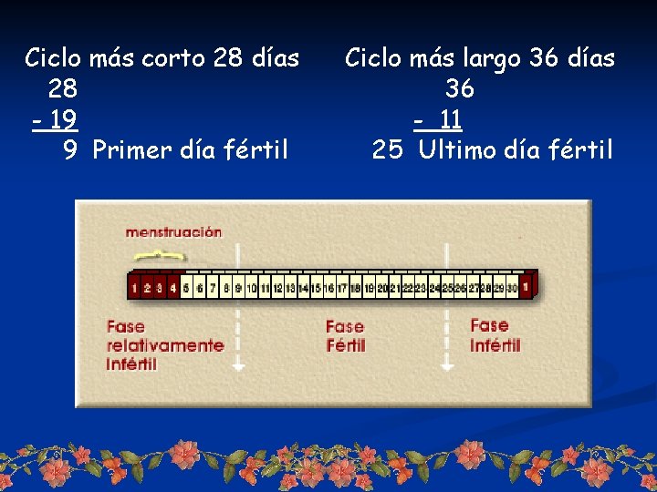 Ciclo más corto 28 días Ciclo más largo 36 días 28 36 - 19