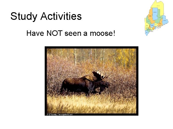 Study Activities Have NOT seen a moose! 