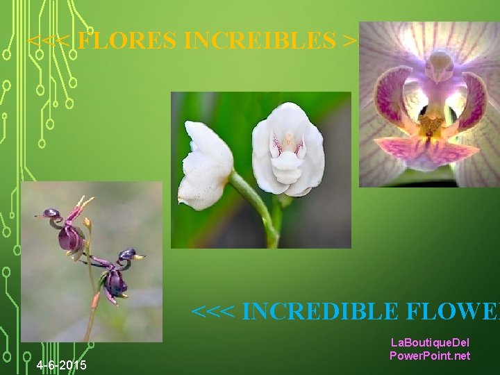 <<< FLORES INCREIBLES >>> <<< INCREDIBLE FLOWER 4 -6 -2015 La. Boutique. Del Power.