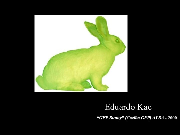 Eduardo Kac “GFP Bunny” (Coelha GFP) ALBA - 2000 