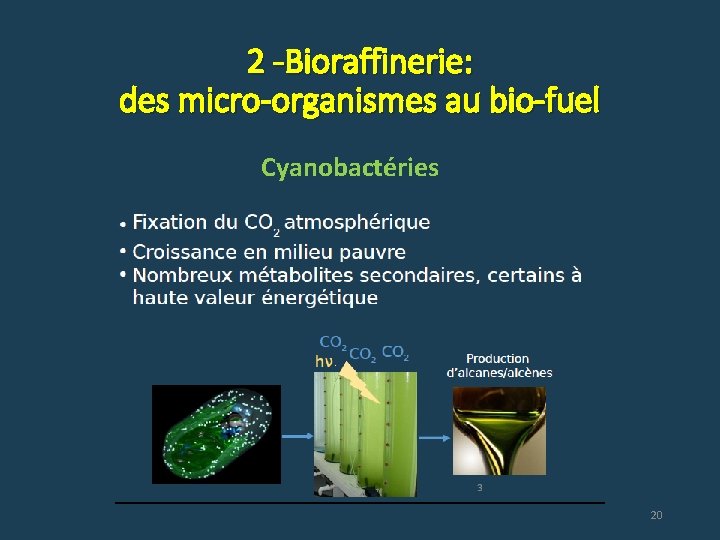 2 -Bioraffinerie: des micro-organismes au bio-fuel Cyanobactéries 20 