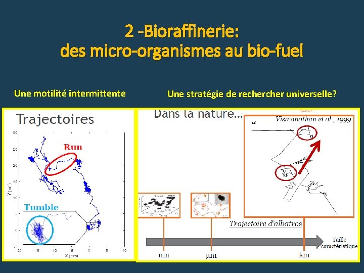 2 -Bioraffinerie: des micro-organismes au bio-fuel Une motilité intermittente Une stratégie de recher universelle?