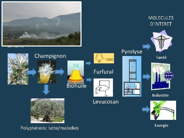 Laboratoire MOLECULES D’INTERET Déchets de taille Pyrolyse Champignon Santé Furfural Biohuile Levucosan Polyphénols: lutte/maladies