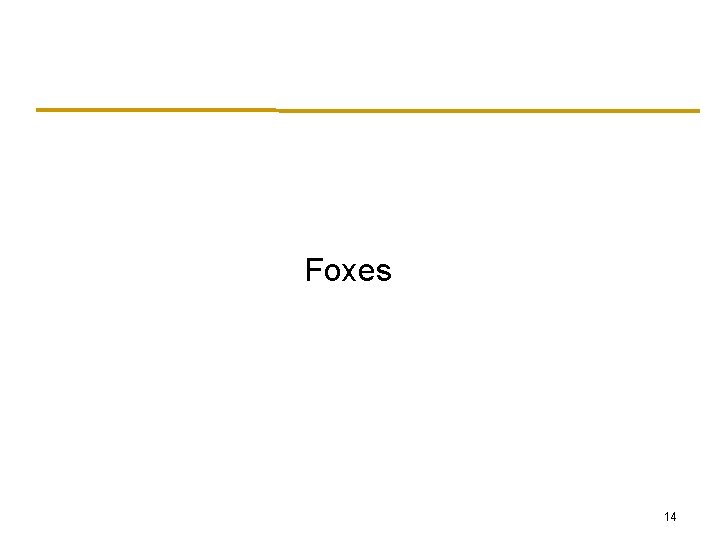 Foxes 14 Foxes 14
