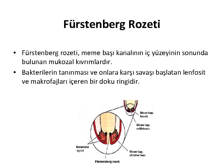 Meme Dokusunun Yaps Meme Ba Kanal neklerde meme