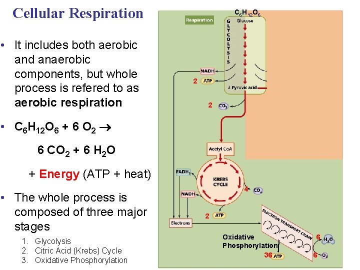 Cellular Respiration • It includes both aerobic and anaerobic components, but whole process is