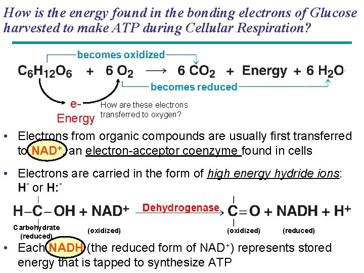 How is the energy found in the bonding electrons of Glucose harvested to make