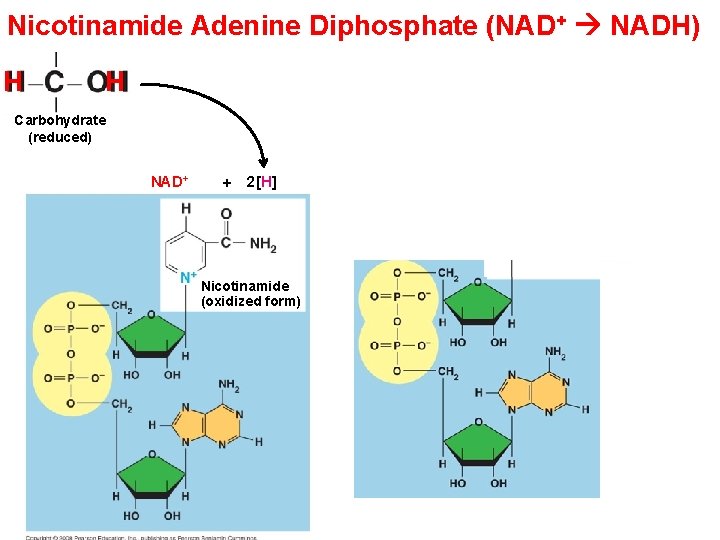 Nicotinamide Adenine Diphosphate (NAD+ NADH) H H 2 e– + 2 H+ Carbohydrate (reduced)