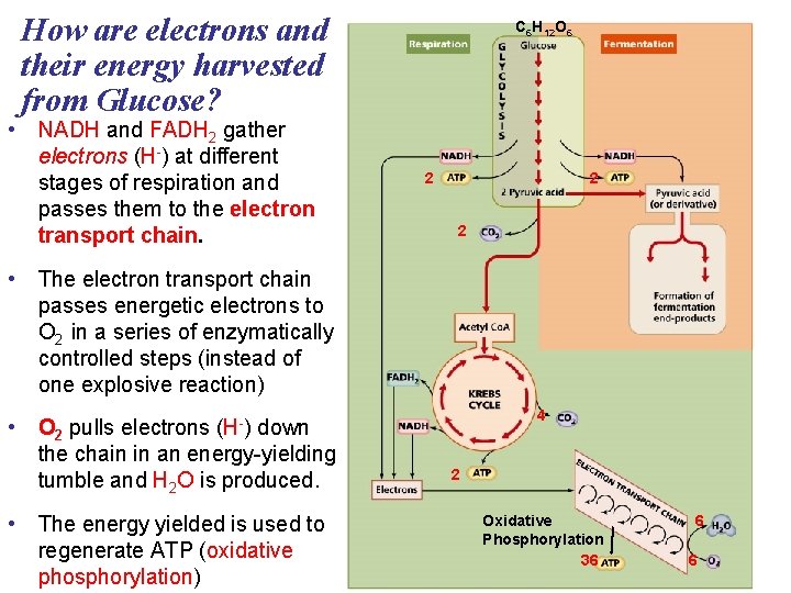 How are electrons and their energy harvested from Glucose? • NADH and FADH 2