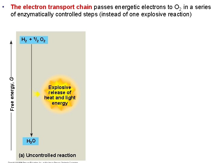  • The electron transport chain passes energetic electrons to O 2 in a