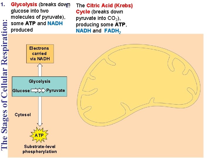 The Stages of Cellular Respiration: 1. Glycolysis (breaks down 2. glucose into two molecules