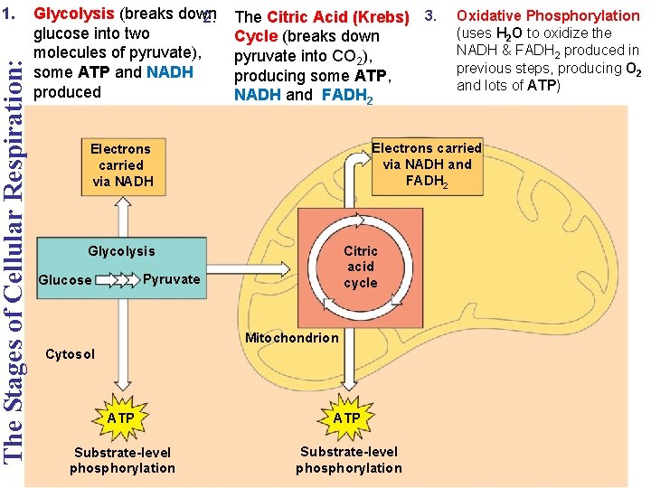 The Stages of Cellular Respiration: 1. Glycolysis (breaks down 2. glucose into two molecules