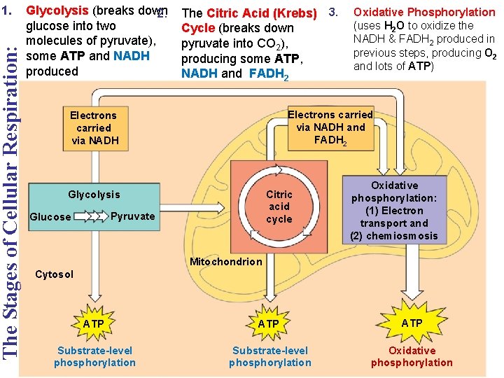 The Stages of Cellular Respiration: 1. Glycolysis (breaks down 2. glucose into two molecules