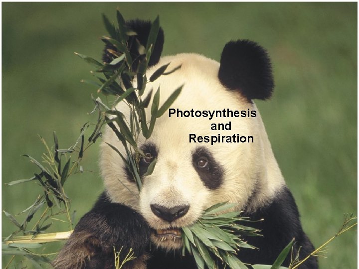 Photosynthesis and Respiration 