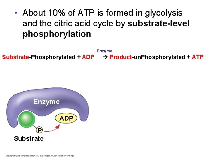  • About 10% of ATP is formed in glycolysis and the citric acid