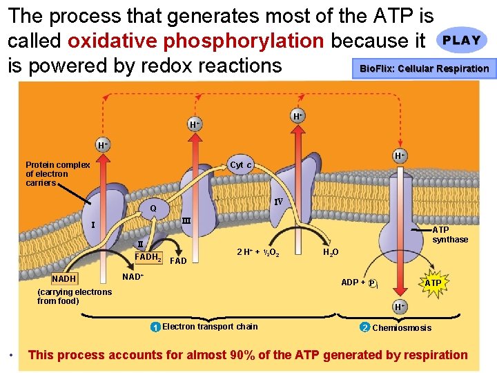 The process that generates most of the ATP is called oxidative phosphorylation because it