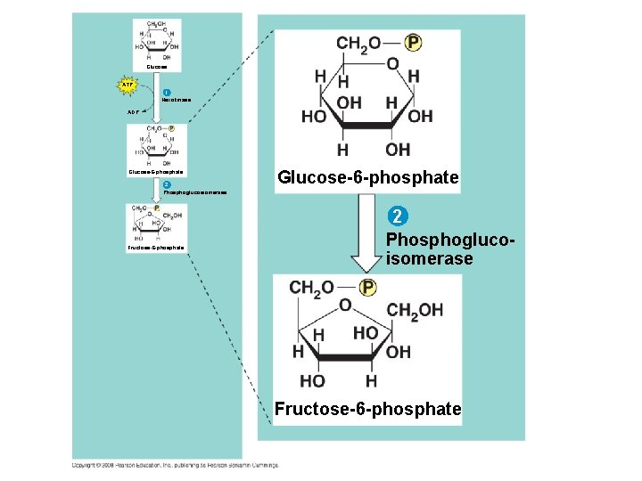 Glucose ATP 1 Hexokinase ADP Glucose-6 -phosphate 2 Phosphoglucoisomerase Fructose-6 -phosphate 