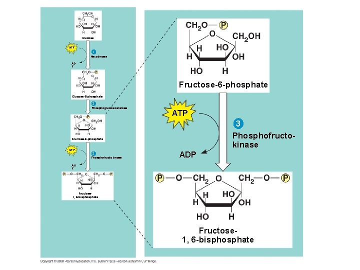 Glucose ATP 1 Hexokinase AD P Fructose-6 -phosphate Glucose-6 -phosphate 2 Phosphoglucoisomerase ATP 3