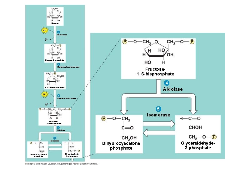 Glucose ATP 1 Hexokinase AD P Glucose-6 -phosphate 2 Phosphoglucoisomerase Fructose 1, 6 -bisphosphate