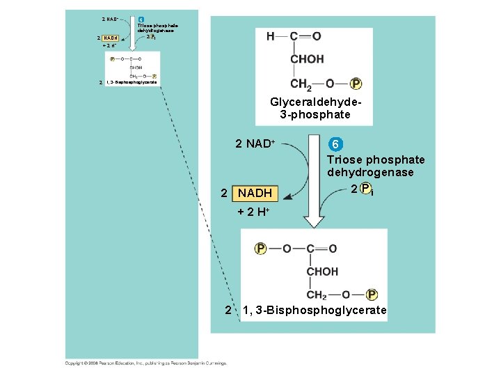 2 NAD+ 2 NADH + 2 H+ 6 Triose phosphate dehydrogenase 2 Pi 2