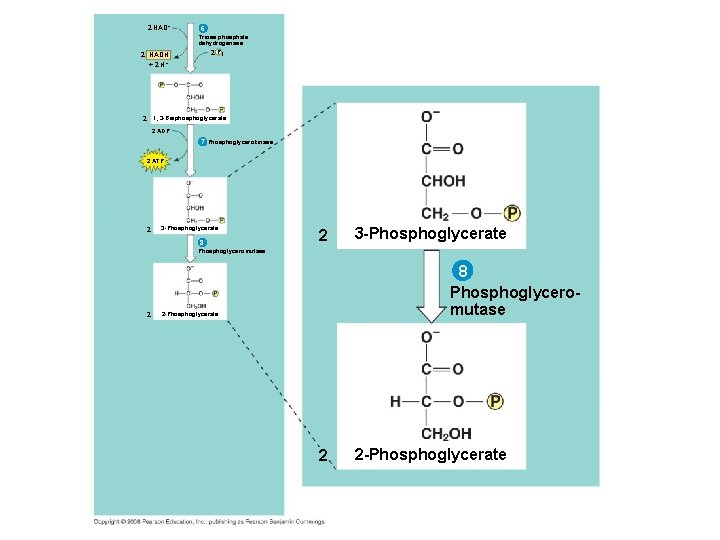 2 NAD+ 2 NADH + 2 H+ 6 Triose phosphate dehydrogenase 2 Pi 2