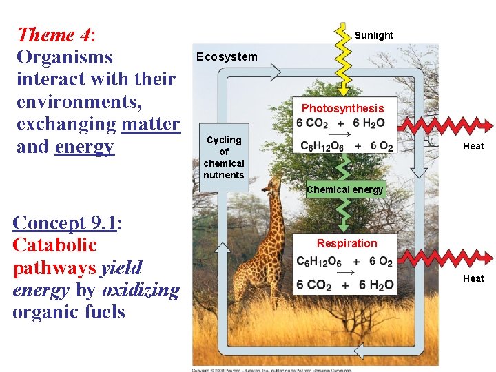 Theme 4: Organisms interact with their environments, exchanging matter and energy Sunlight Ecosystem Photosynthesis